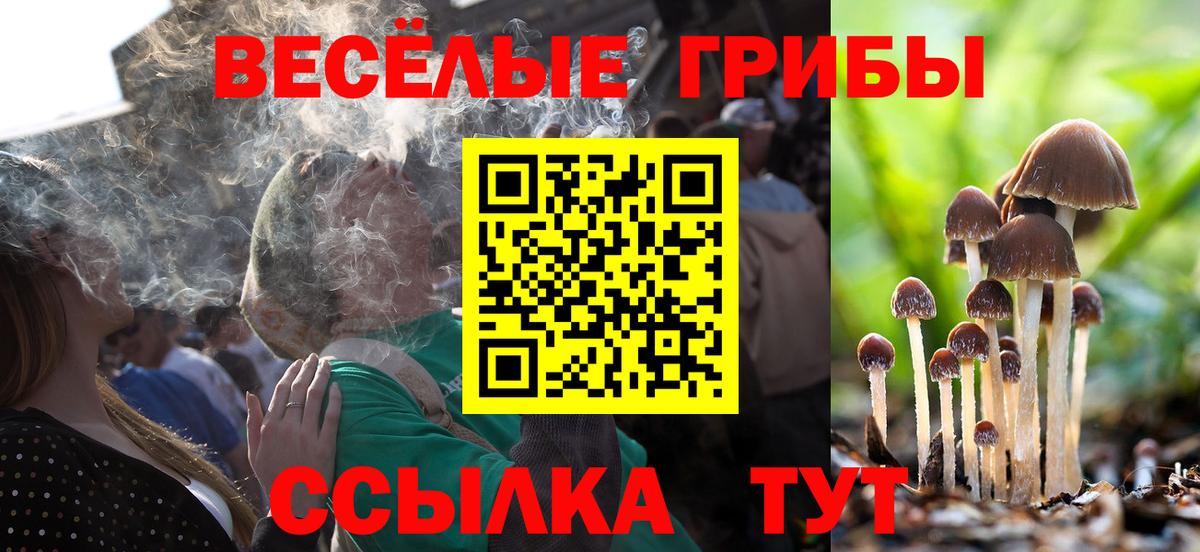 Галлюциногенные грибы Psilocybe Гусев